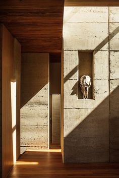 an animal skull in the corner of a room with wooden floors and walls, casting shadows on the wall