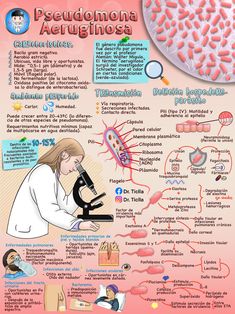 Pseudomona Aeruginosa 🧫 #pseudomona #pseusomonaaeruginosa #microbiologia #bacteriologia #medicina Biology Drawing, Nursing Labs, Pseudomonas Aeruginosa, Medical Student Study, Biology Lessons, Medical School Motivation, Medicine Student, Medical School Studying, Medical School Essentials