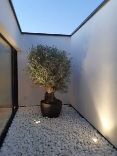 a potted plant sitting on top of a rock covered floor next to a wall