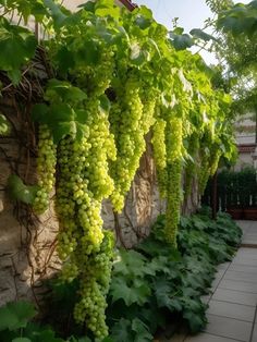 green grapes growing on the side of a building