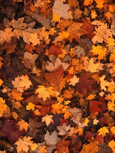 many different colored leaves on the ground