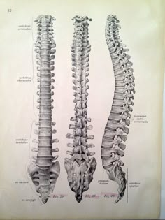 this is an old medical illustration of the back and side view of a human skeleton