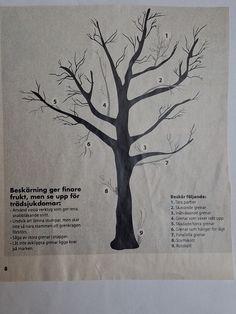 a tree is shown with instructions on how to care for it's leaves and branches