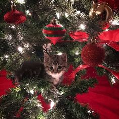 a kitten sitting in the middle of a christmas tree