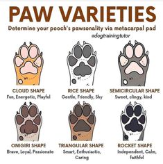 an image of paw varieties for dogs