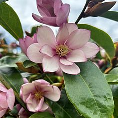 pink flowers are blooming on the tree