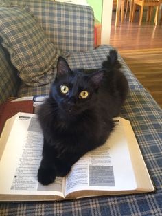 a black cat laying on top of an open book