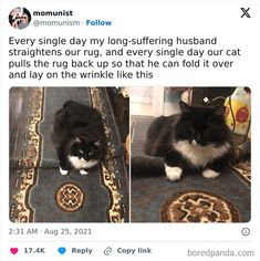 the cat is sitting on the carpet and looking at the camera, while another photo has been taken