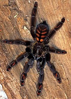 a black and orange spider sitting on top of a tree