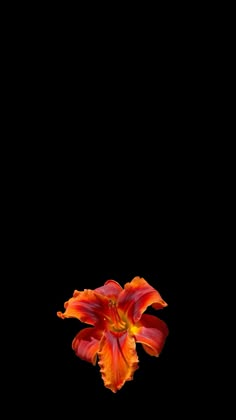 an orange and yellow flower in the dark