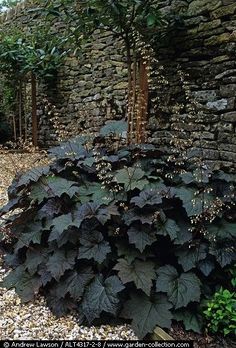 there is a very large plant in the middle of the yard that has many leaves on it