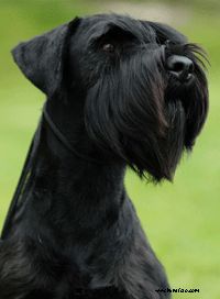 a black dog sitting on top of a lush green field