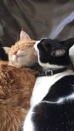 two cats sleeping next to each other on a couch