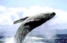 a humpback whale jumping out of the water