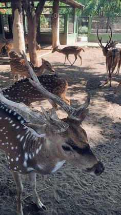 some deer are standing in the dirt near trees