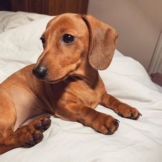 a brown dachshund laying on top of a bed with white sheets and pillows