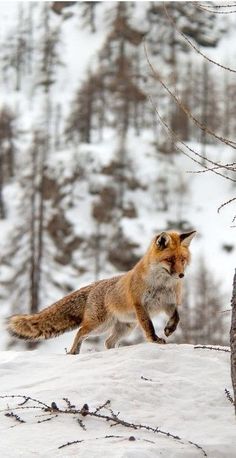 a red fox running in the snow near trees