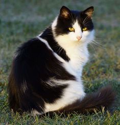 a black and white cat sitting in the grass looking off into the distance with yellow eyes