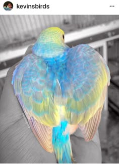 a colorful bird sitting on the arm of someone's hand in black and white