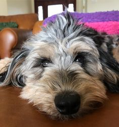 a close up of a dog laying on a couch