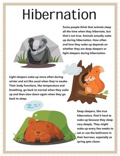 an info sheet describing the different types of animals that live in the wild and how they are