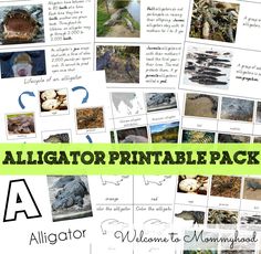 alligator printable pack for kids to learn how to use the alphabet and letter sounds