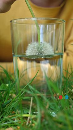 a person is holding a flower in a glass with water on the ground, and there is an amazing science experiment everyone should try