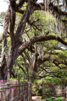 an old tree with spanish moss hanging from it's branches in a park setting