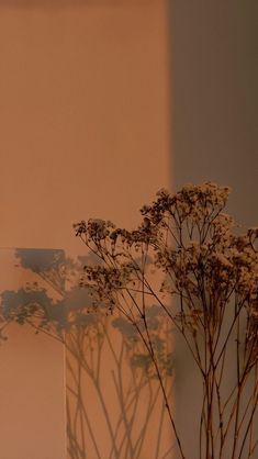 a vase filled with white flowers next to a wall