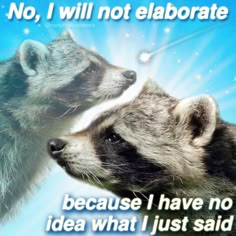 two raccoons facing each other with the caption no, i will not elabrate because i have no idea what just said