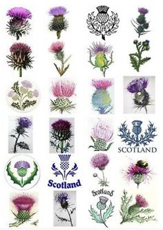 various thistles and thistle flowers with scotland stickers on the back of each one