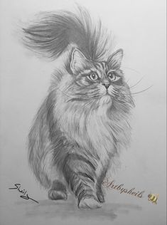 a drawing of a cat with long hair