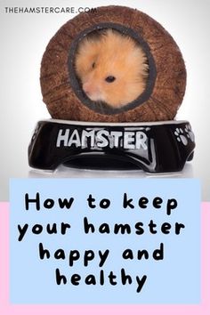 a hamster in a pet bed with the caption how to keep your hamster happy and healthy