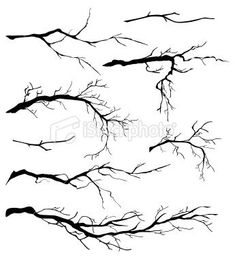 the branches of trees without leaves on a white background