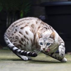 a white and black cat is running on the ground