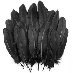 several black feathers are lined up on a white surface