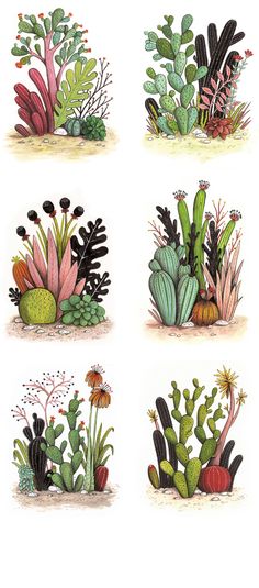 four different kinds of cactus plants