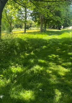 an open field with trees and grass in the foreground, on a sunny day