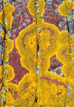 yellow moss growing on the side of a red and gray rock with an intricate design