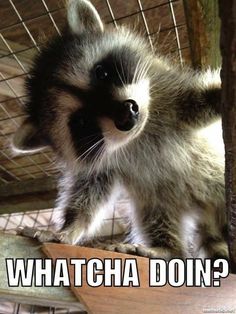 a baby raccoon in a cage with the caption whatcha doin?