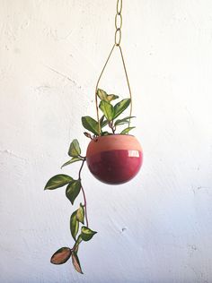 a potted plant hanging from a gold chain