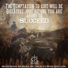 a man on a horse is herding cattle with the caption, the temptation to out will be greatest just before you are succed