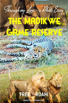 two lions and an elephant with the words, through my lens a photo easy the madikwe game reserve