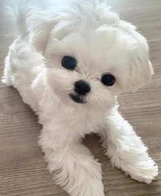 a small white dog sitting on top of a wooden floor next to a black nose