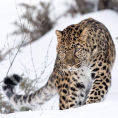 a large leopard walking across a snow covered field