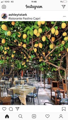 an image of a restaurant with lemon trees