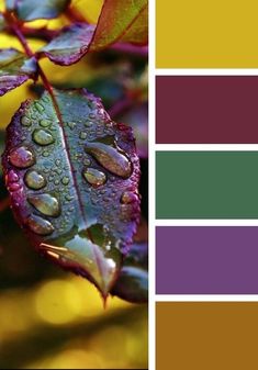 a color palette with different shades of purple, green, yellow and red leaves covered in raindrops