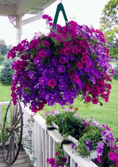 purple flowers in hanging baskets on a porch