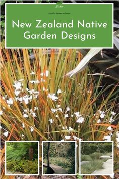 the new zealand native garden designs