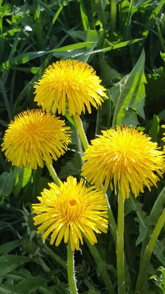 three yellow dandelions growing in the grass